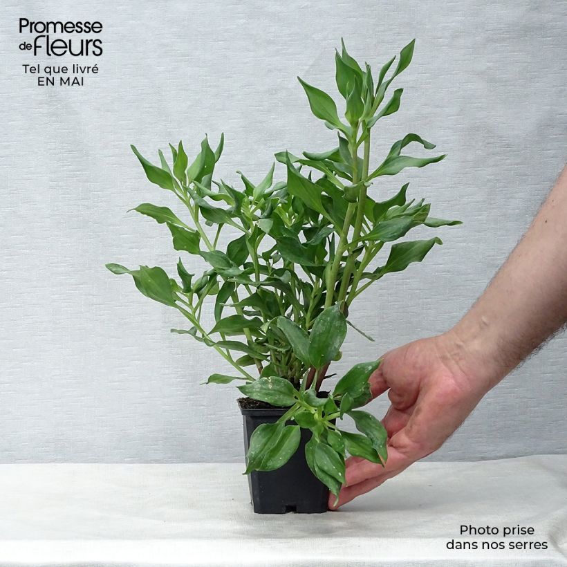 Spécimen de Alstroémère Duc d'Anjou Jean - Lys des Incas Godet de 8/9 cm tel que livré au printemps