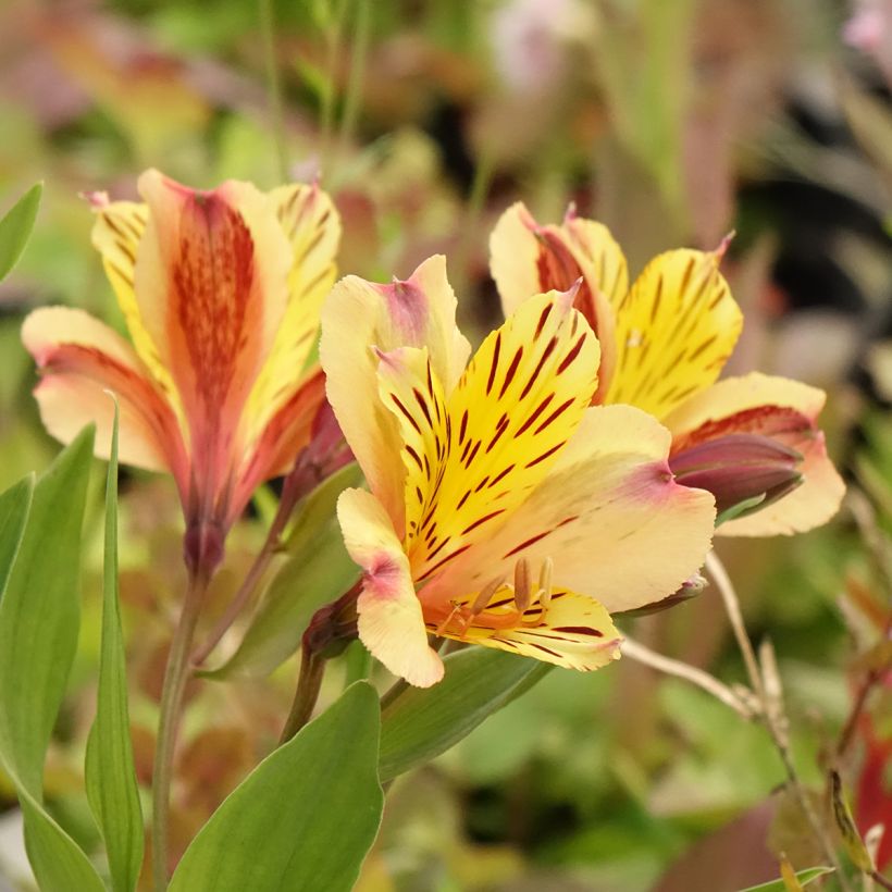 Alstroémère Duc d'Anjou Nicolas - Lys des Incas (Floraison)