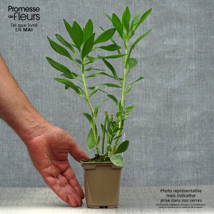 Spécimen de Alstroémère Duc d'Anjou Charles - Lys des Incas Godet de 8/9 cm tel que livré au printemps