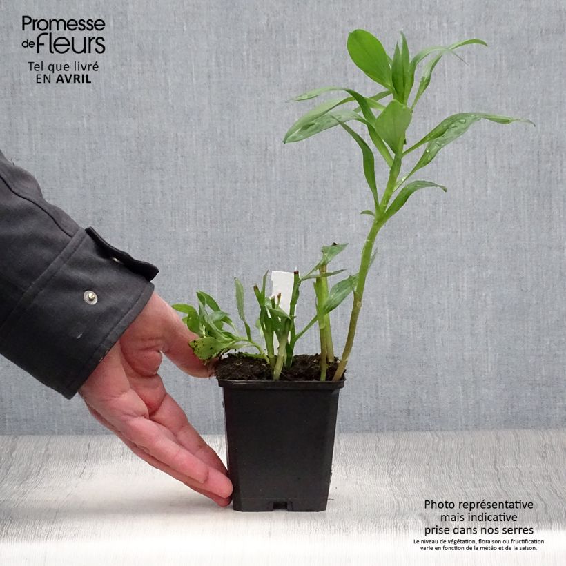 Spécimen de Alstroémère Duc d'Anjou Edouard - Lys des Incas Godet de 8/9 cm tel que livré au printemps