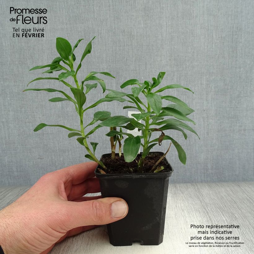 Spécimen de Alstroémère Duc d'Anjou Edouard - Lys des Incas Godet de 8/9 cm tel que livré en hiver