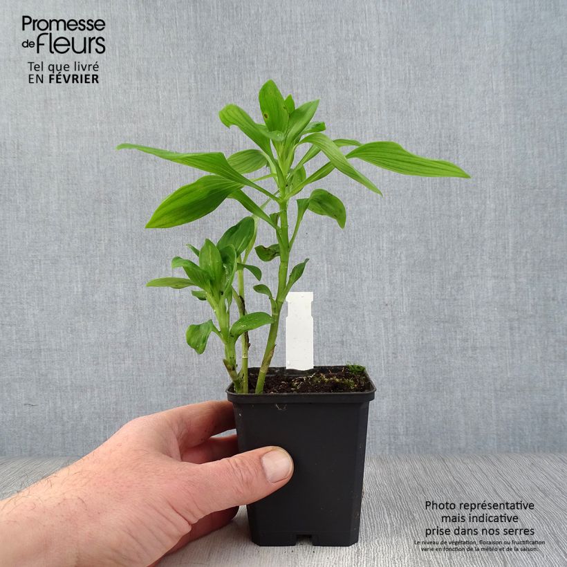 Spécimen de Alstroémère Duc d'Anjou François - Lys des Incas Godet de 8/9 cm tel que livré en hiver