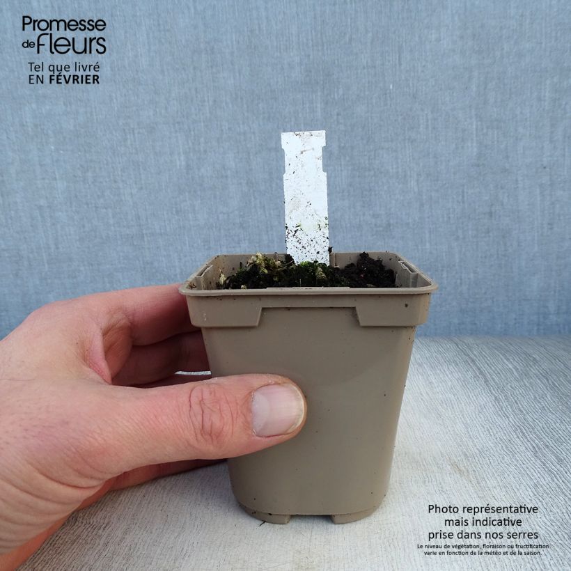 Spécimen de Alstroémère Duc d'Anjou Nicolas - Lys des Incas Godet de 8/9 cm tel que livré en hiver