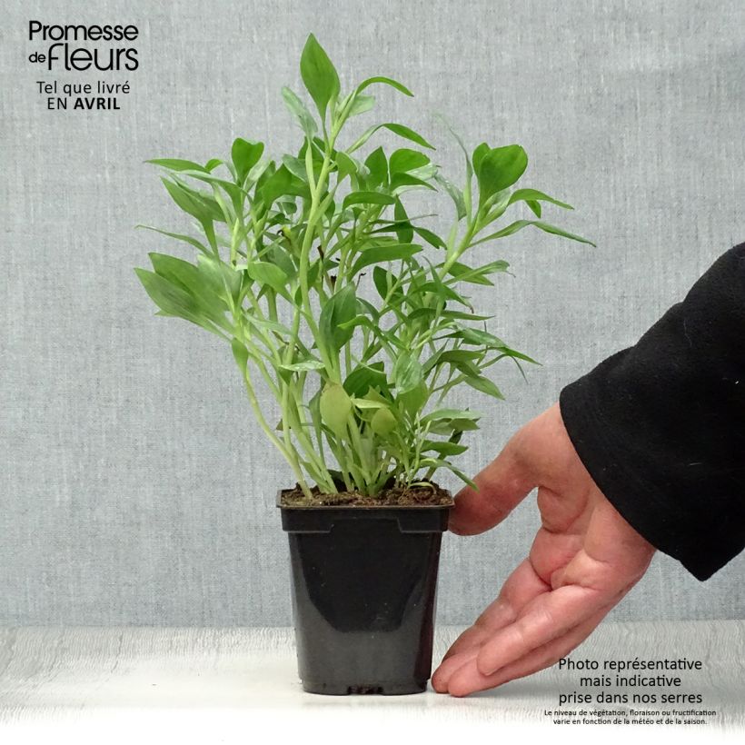 Spécimen de Alstroémère Duc d'Anjou Pierre - Lys des Incas Godet de 8/9 cm tel que livré au printemps