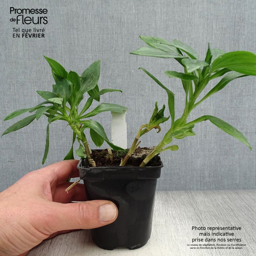 Spécimen de Alstroémère Duc d'Anjou Pierre - Lys des Incas Godet de 8/9 cm tel que livré en hiver