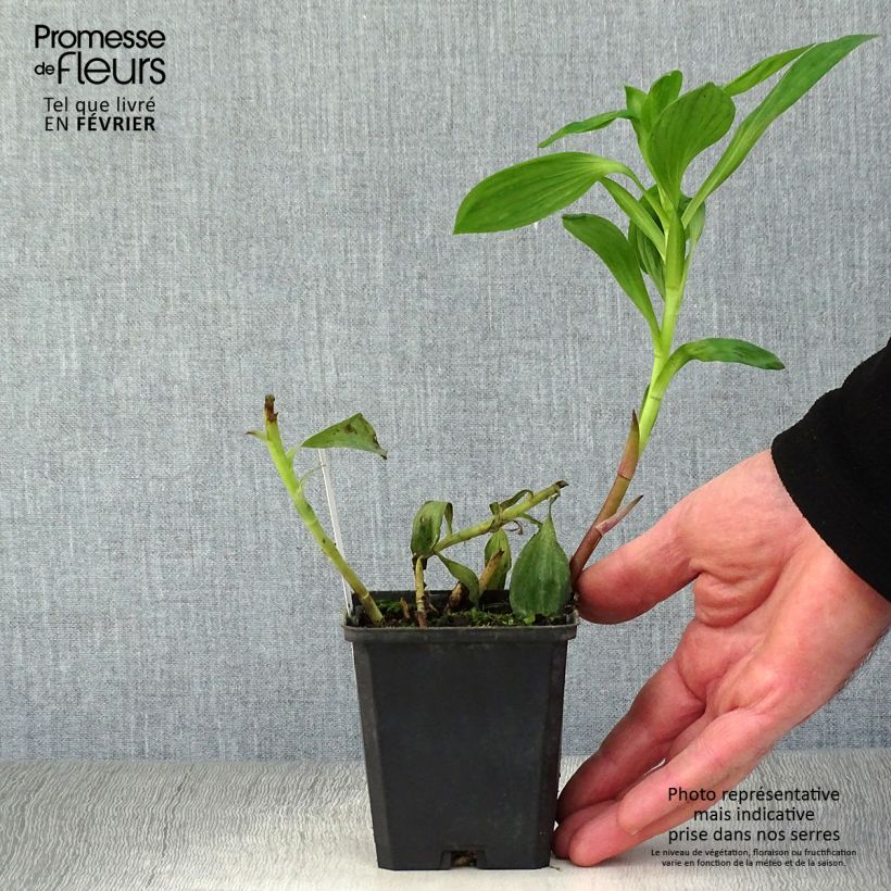 Spécimen de Alstroémère Duc d'Anjou William - Lys des Incas Godet de 8/9 cm tel que livré en hiver