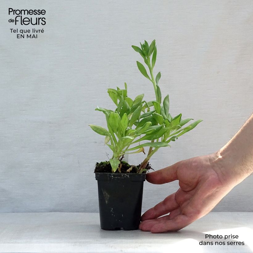 Spécimen de Alstroemère Duchesses Aliénor - Lys des Incas Godet de 8/9 cm tel que livré au printemps