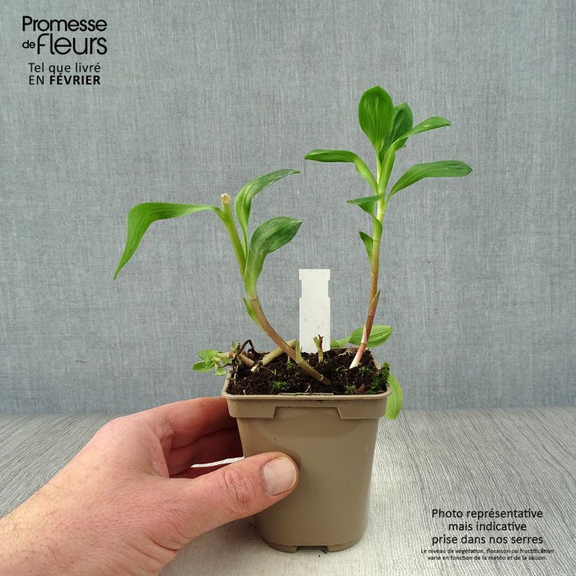Spécimen de Alstroémère Duchesses Béatrice - Lys des Incas Godet de 8/9 cm tel que livré en hiver