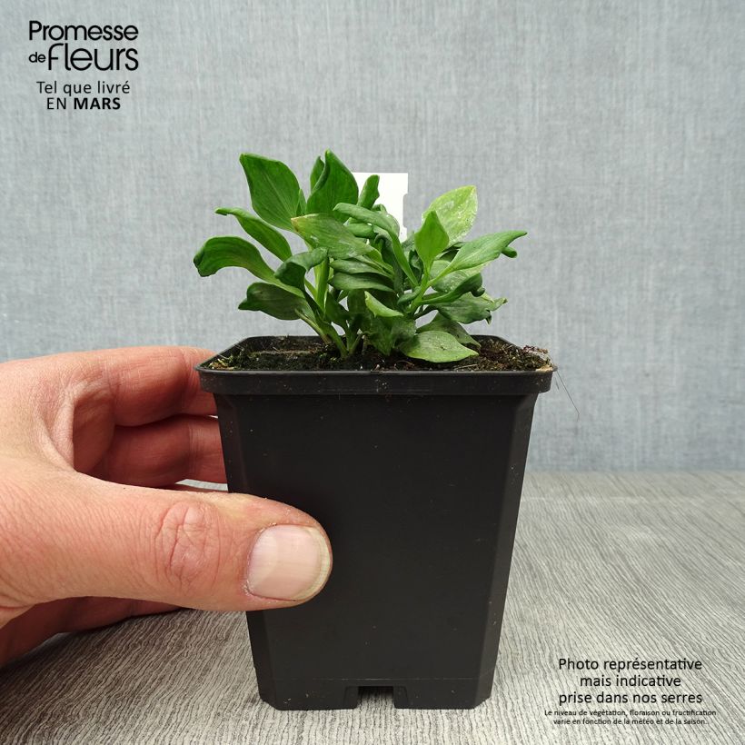 Spécimen de Alstroémère Duchesses Diane - Lys des Incas Godet de 8/9 cm tel que livré au printemps