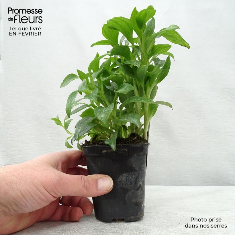 Spécimen de Alstroémère Duchesses Elisabeth - Lys des Incas Godet de 8/9 cm tel que livré en hiver