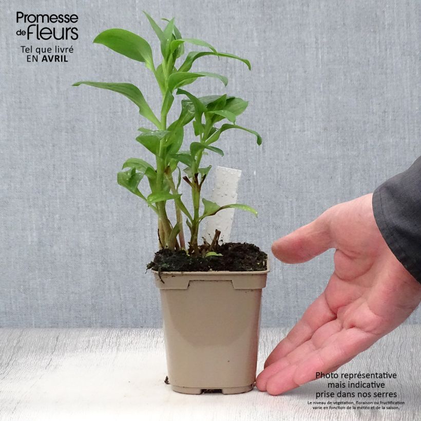 Alstroemeria Duchesse Elisabeth Vasetto da 8/9 cm esemplare consegnato in primavera