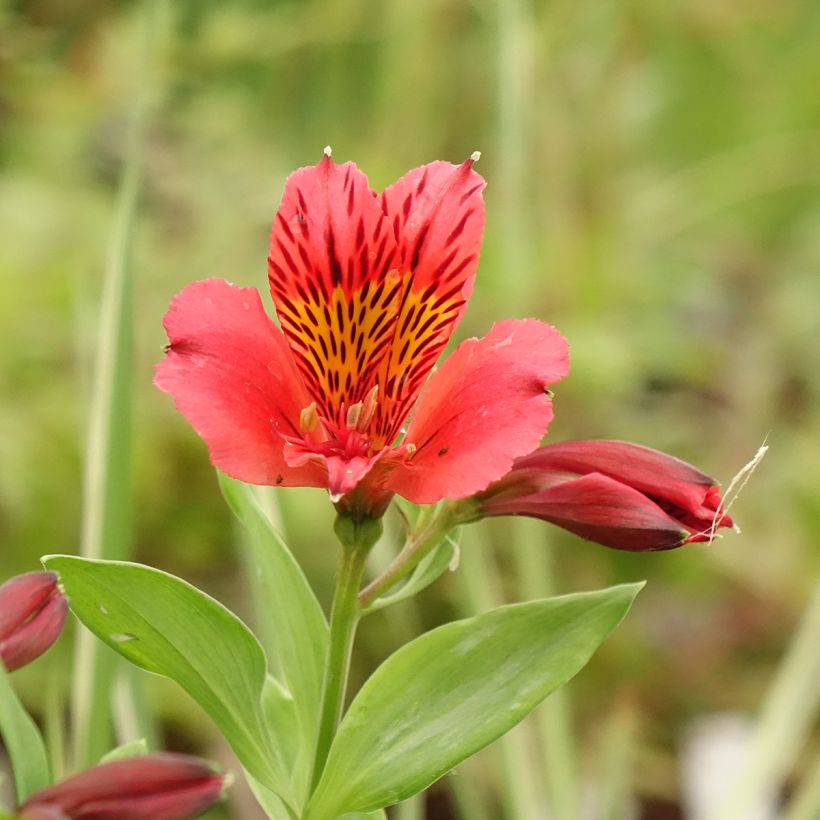 Alstroémère Duchesses Elisabeth - Lys des Incas (Floraison)