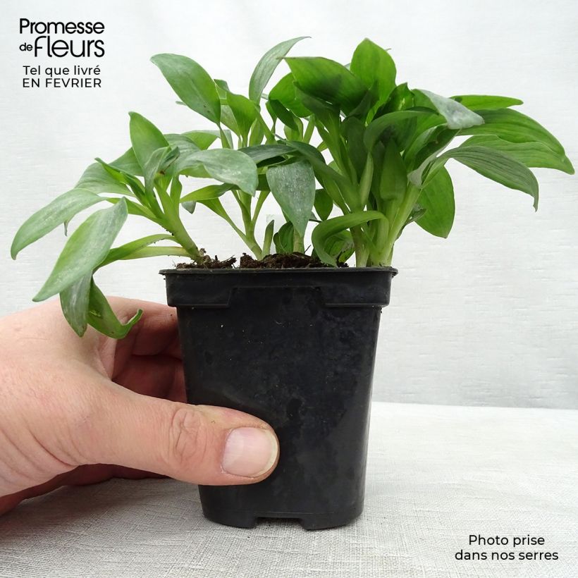 Spécimen de Alstroémère Duchesses Isabelle - Lys des Incas Godet de 8/9 cm tel que livré en hiver