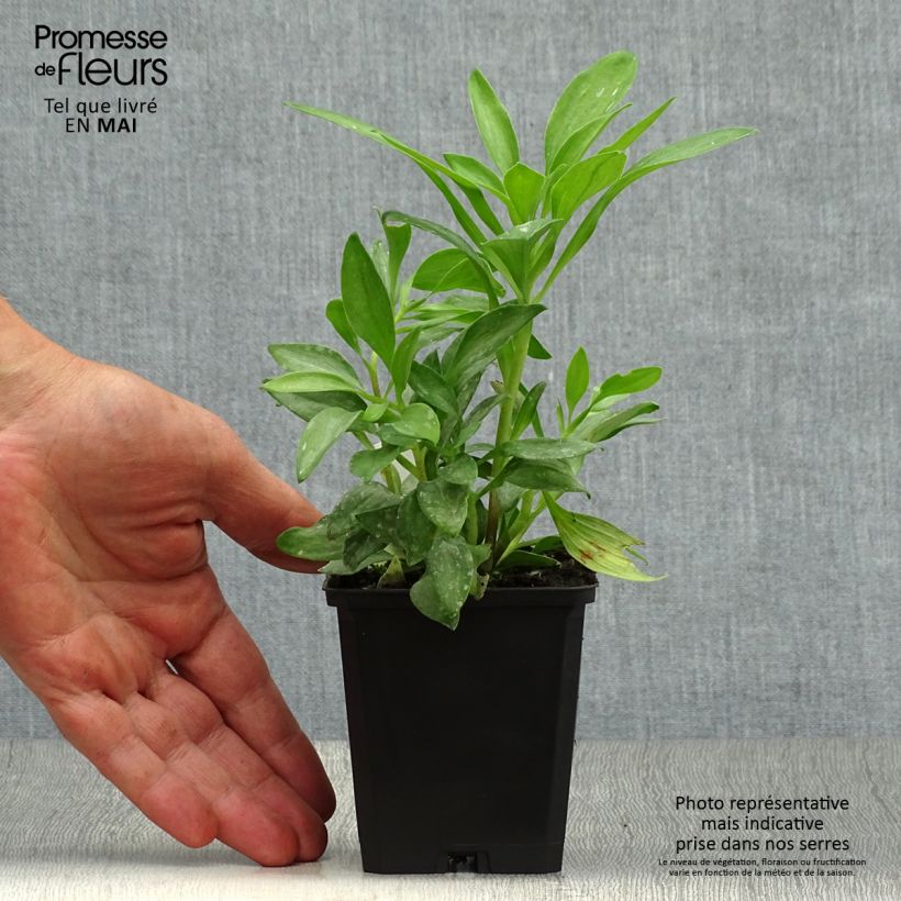 Spécimen de Alstroémère Duchesses Isabelle - Lys des Incas Godet de 8/9 cm tel que livré au printemps