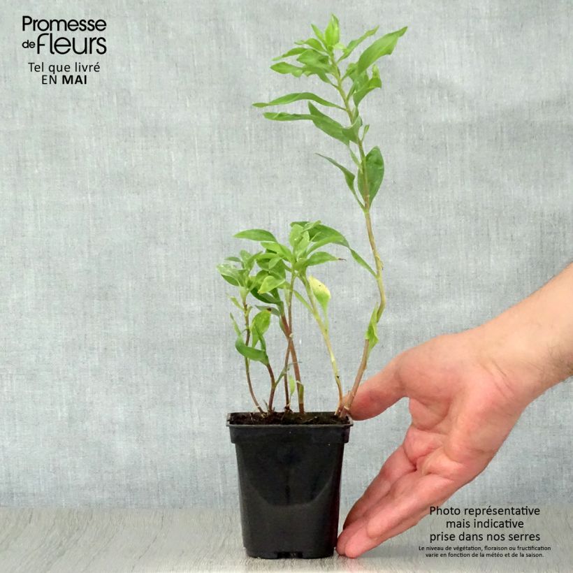 Spécimen de Alstroémère Duchesses Marguerite - Lys des Incas Godet de 8/9 cm tel que livré au printemps