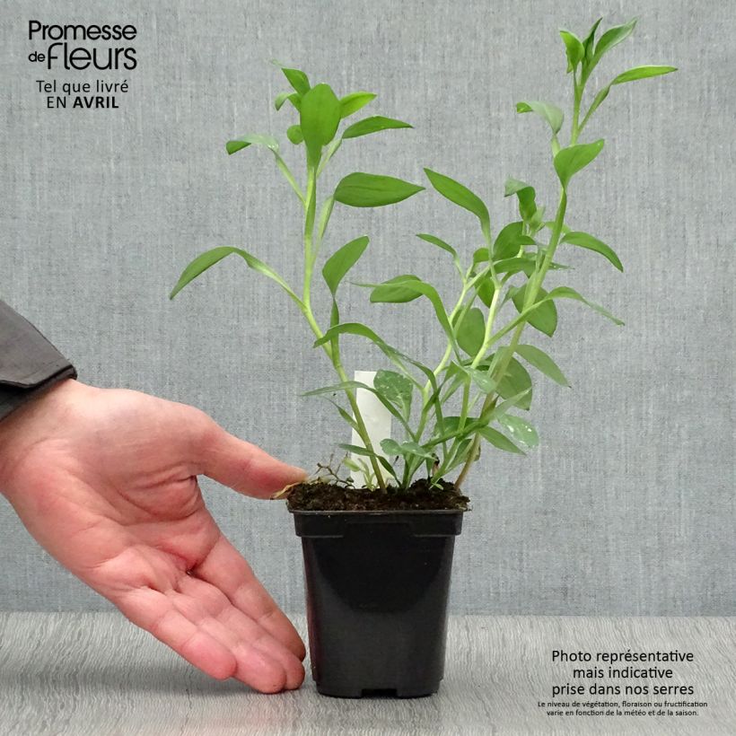 Alstroemeria Majestic Layon Vasetto da 8/9 cm esemplare consegnato in primavera