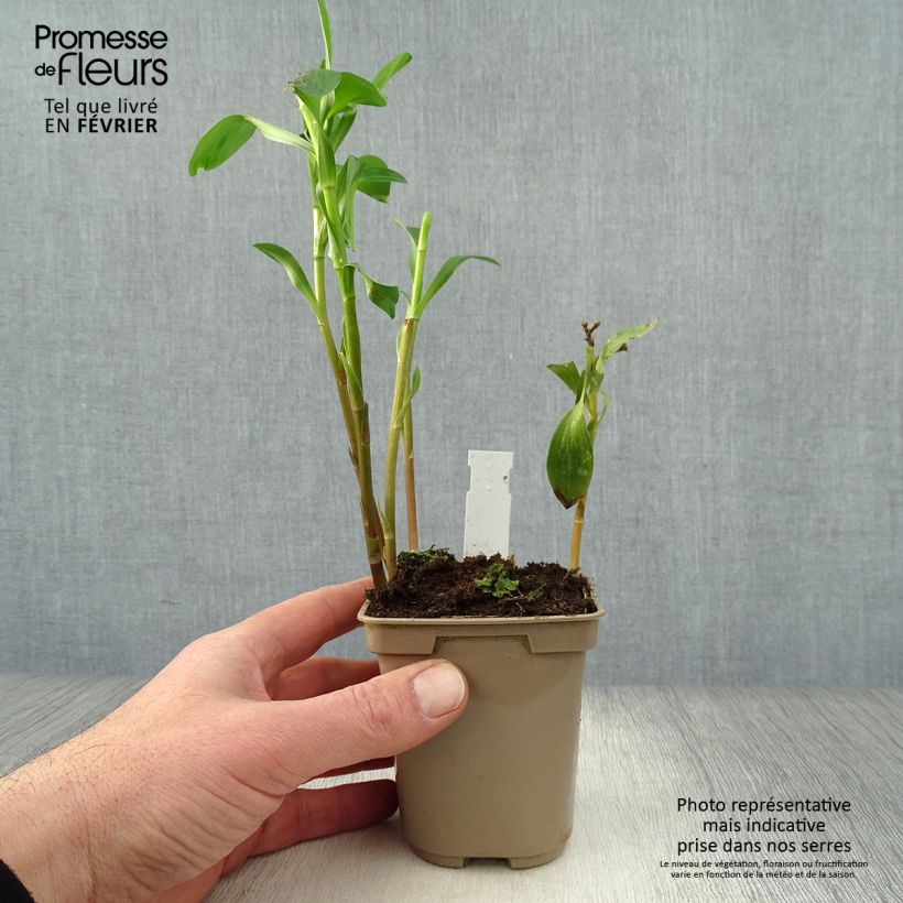 Spécimen de Alstroémère haute Majestic Layon - Lys des Incas Godet de 8/9 cm tel que livré en hiver