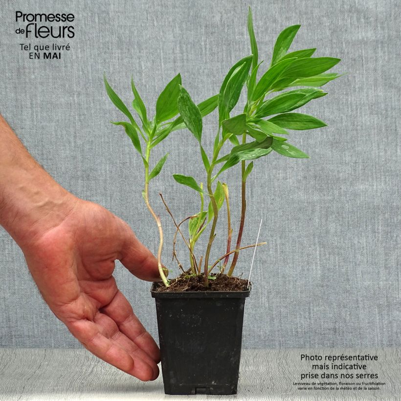 Spécimen de Alstroémère haute Majestic Montsoreau - Lys des Incas Godet de 8/9 cm tel que livré au printemps