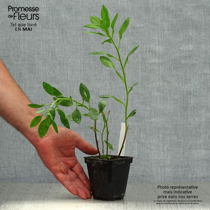 Alstroemeria Majestic Tiercé Vasetto da 8/9 cm esemplare consegnato in primavera