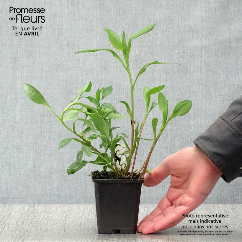 Spécimen de Alstroémère haute Majestics Aubance - Lys des Incas Godet de 8/9 cm tel que livré au printemps