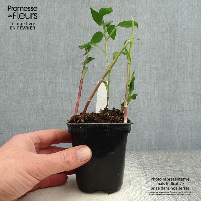 Spécimen de Alstroémère haute Majestics Aubance - Lys des Incas Godet de 8/9 cm tel que livré en hiver