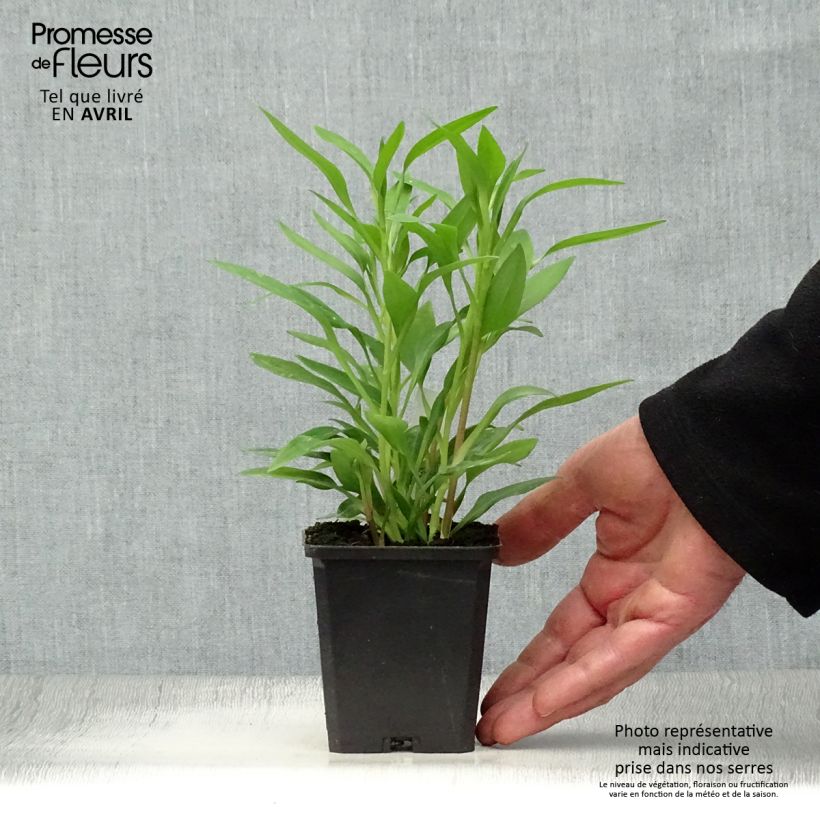 Alstroemeria Majestic Avrillé Vasetto da 8/9 cm esemplare consegnato in primavera