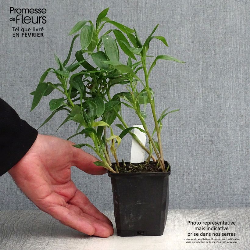 Spécimen de Alstroémère haute Majestics Avrillé - Lys des Incas Godet de 8/9 cm tel que livré en hiver