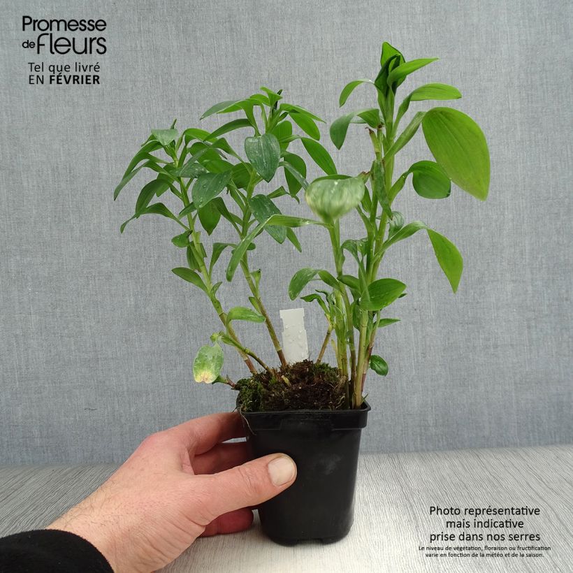 Spécimen de Alstroémère haute Majestics Brissac - Lys des Incas Godet de 8/9 cm tel que livré en hiver