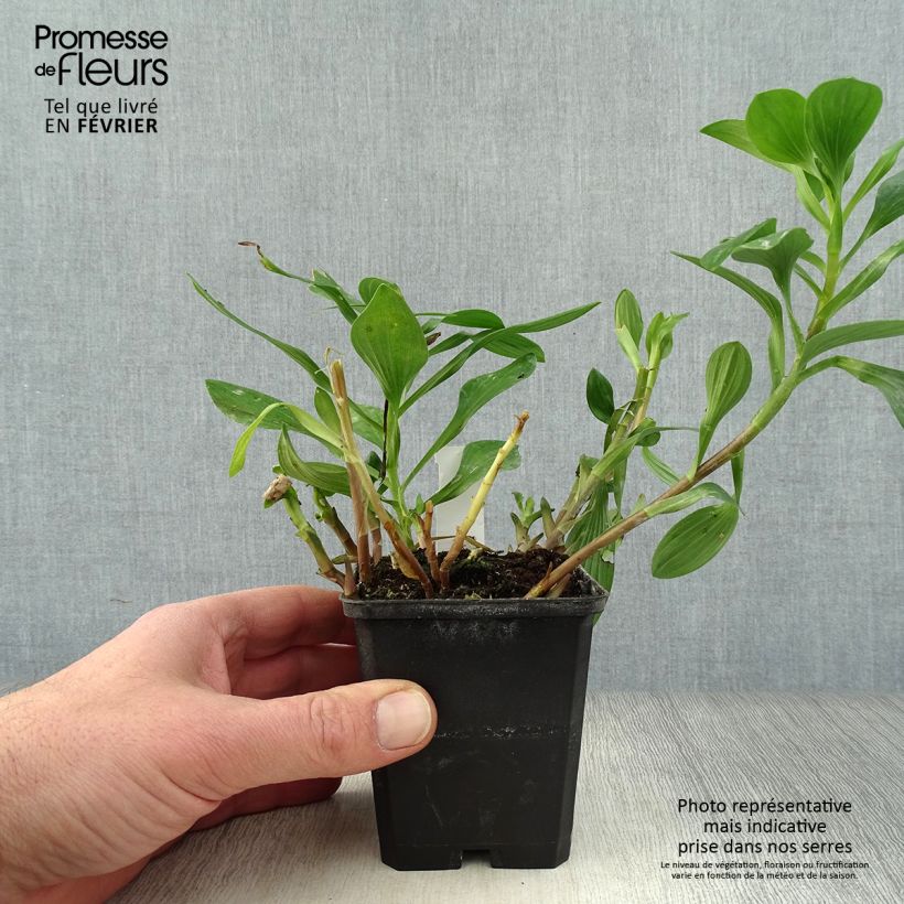 Spécimen de Alstroémère haute Majestics Chartrené Godet de 8/9 cm tel que livré en hiver