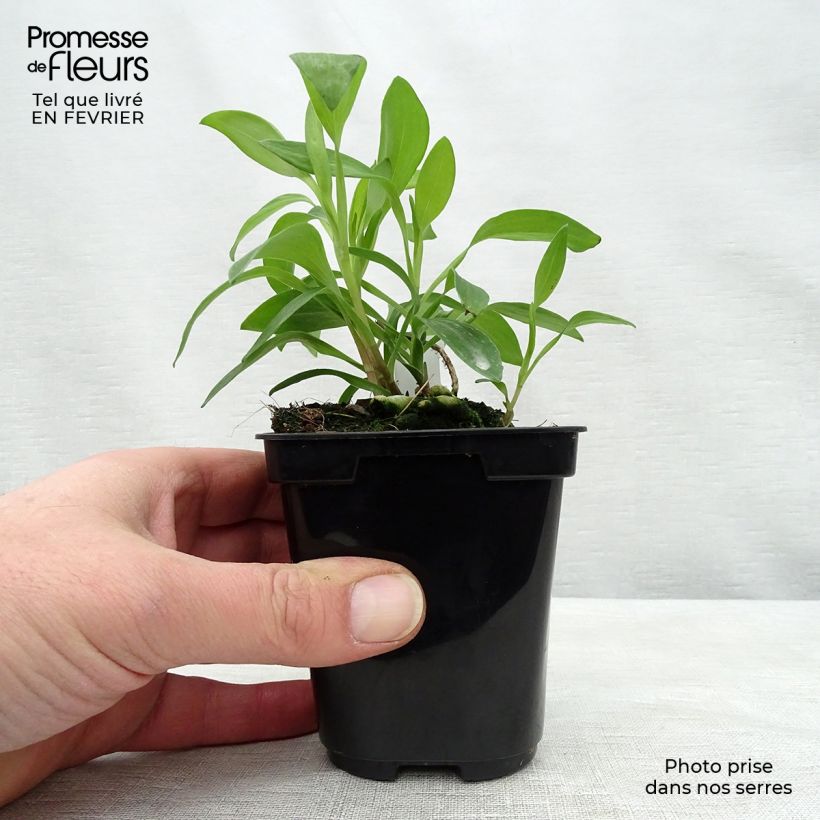 Spécimen de Alstroémère haute Majestics Chinon - Lys des Incas Godet de 8/9 cm tel que livré en hiver