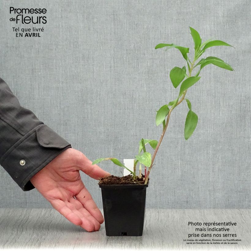 Alstroemeria Majestic Chinon Vasetto da 8/9 cm esemplare consegnato in primavera