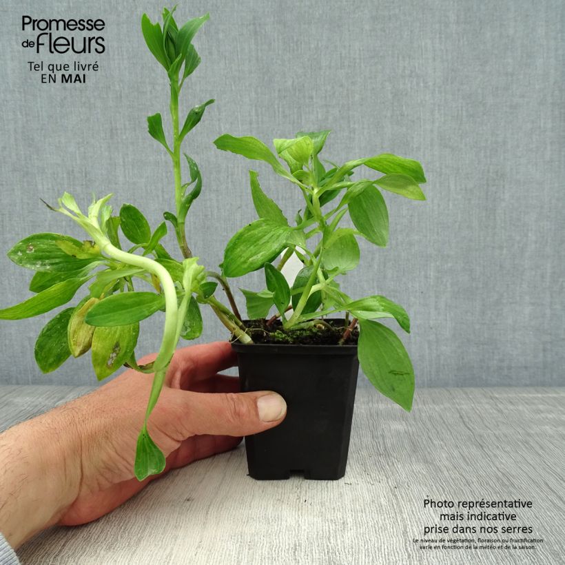 Spécimen de Alstroémère naine Pitchounes Chloé - Lys des Incas Godet de 8/9 cm tel que livré au printemps