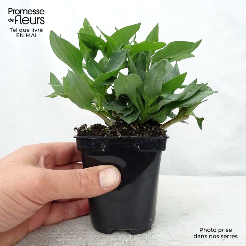 Alstroemeria Pitchounes Gaspard Vasetto da 8/9 cm esemplare consegnato in primavera