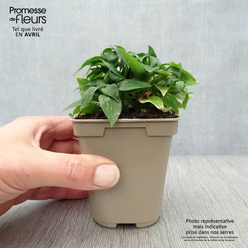 Spécimen de Alstroemère naine Pitchounes Lola - Lys des Incas Godet de 8/9 cm tel que livré au printemps