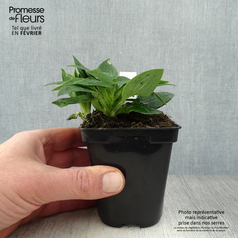 Spécimen de Alstroemère naine Pitchounes Lola - Lys des Incas Godet de 8/9 cm tel que livré en hiver