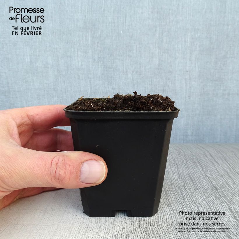 Spécimen de Alstroemère naine Pitchounes Lucas - Lys des Incas Godet de 8/9 cm tel que livré en hiver