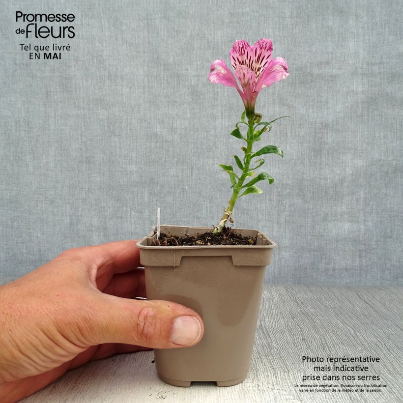 Spécimen de Alstroemère naine Pitchounes Océane - Lys des Incas Godet de 8/9 cm tel que livré au printemps