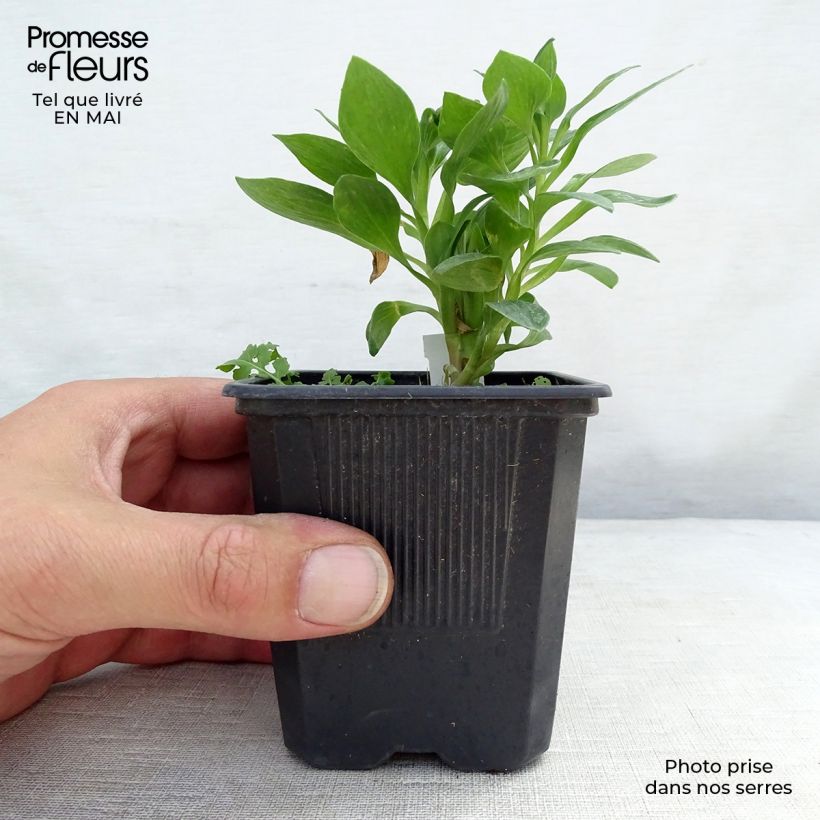 Spécimen de Alstroemère naine Pitchounes Rosie - Lys des Incas Godet de 8/9 cm tel que livré au printemps