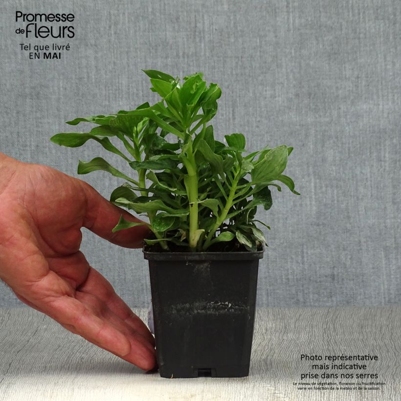 Spécimen de Alstroemère naine Pitchounes Stella - Lys des Incas Godet de 8/9 cm tel que livré au printemps