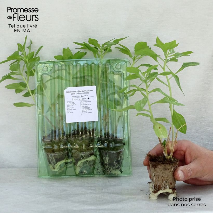 Spécimen de Alstroemeria Garden Summer Saint - Lis des Incas Motte 4 cm x 4,5 cm, Plant vert de 3 à 5 cm de haut tel que livré au printemps