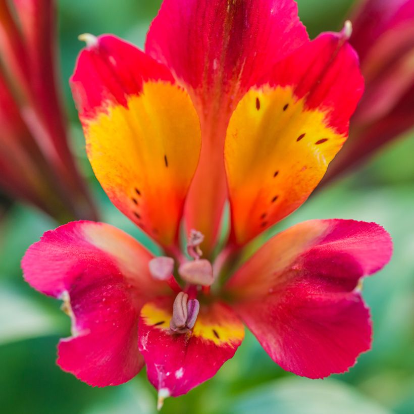 Alstroemère ou Alstroemeria Inca Pulse (Floraison)