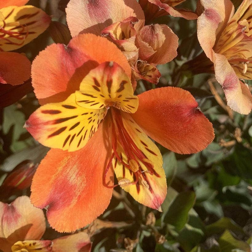 Alstroemeria Indian Summer - Lis des Incas (Floraison)