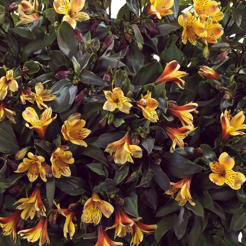 Alstroemeria Summer Breeze - Lis des Incas (Floraison)