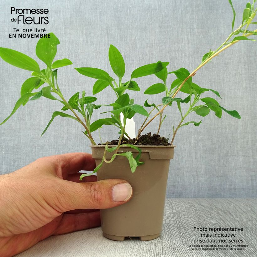Spécimen de Alstroemeria Sweet Laura - Lys des Incas Godet de 8/9 cm tel que livré en automne