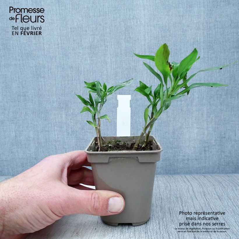Spécimen de Alstroemeria Sweet Laura - Lys des Incas Godet de 8/9 cm tel que livré en hiver