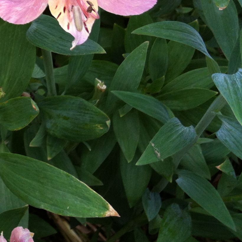 Alstroemeria ligtu-hybride - Lis des Incas (Feuillage)
