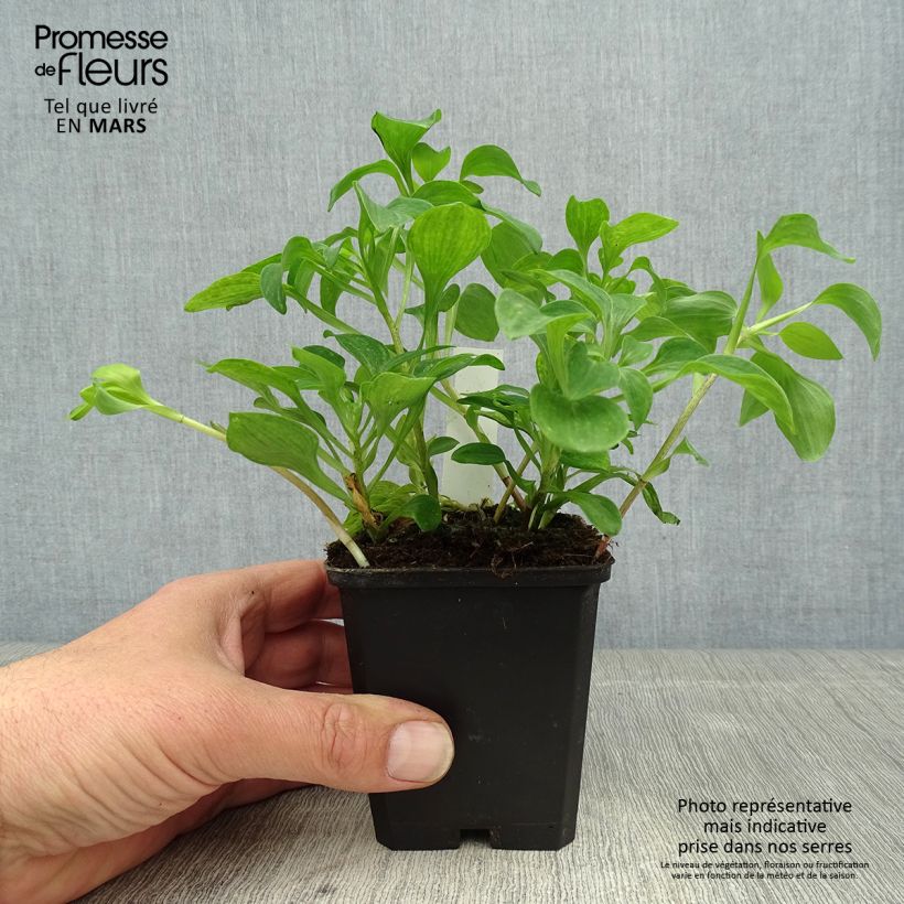 Spécimen de Alstroemeria psittacina - Lys des Incas, Alstroémère perroquet Godet de 8/9 cm tel que livré au printemps