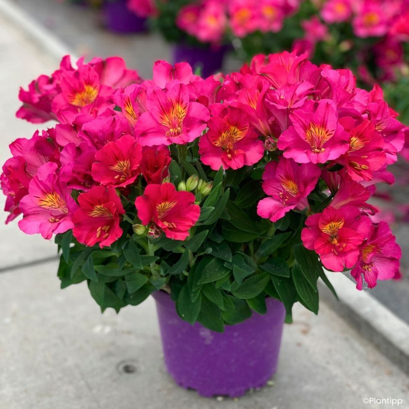 Alstroemeria Incalys Cherry - Lis des Incas (Port)