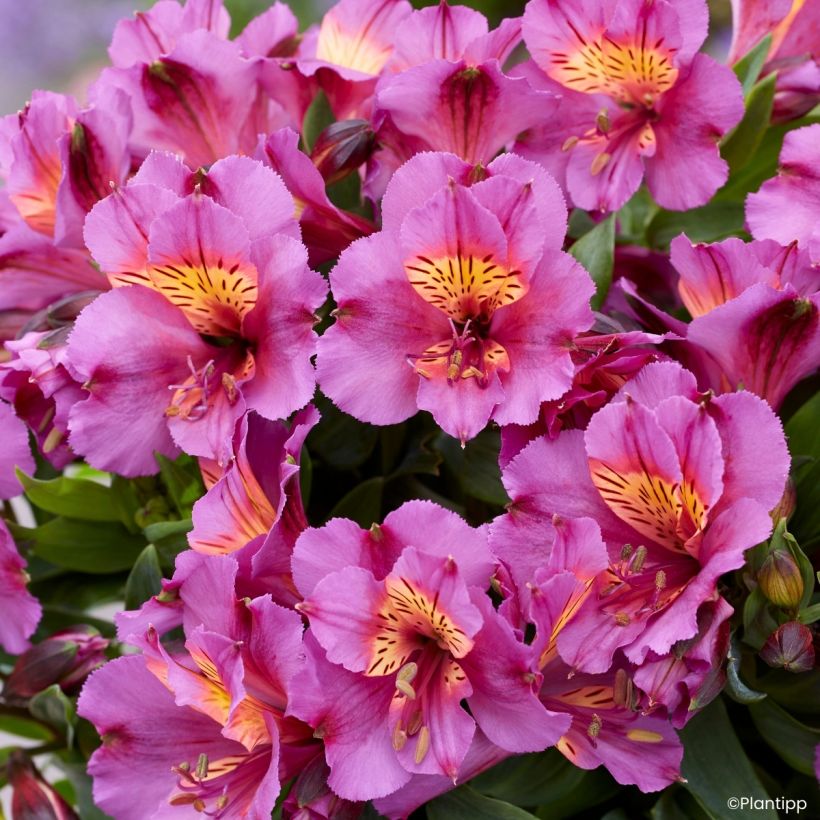 Alstroemeria Incalys Purple - Lis des Incas (Floraison)