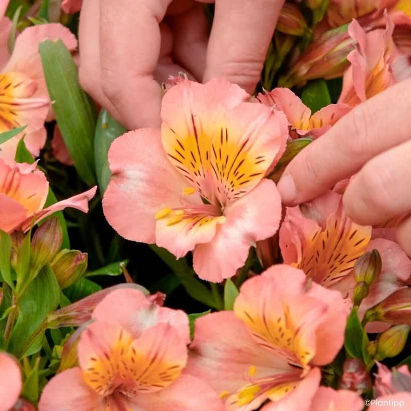Alstroemeria Incalys Salmon - Lis des Incas (Floraison)